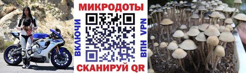 Псилоцибиновые грибы MAGIC MUSHROOMS  Тетюши 